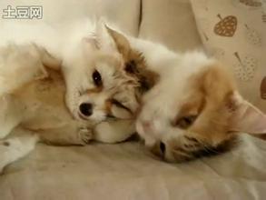 搞笑可爱小猫图片小猫搞笑动态图片