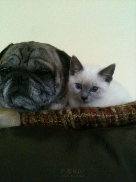 可爱搞笑动物们的周末季