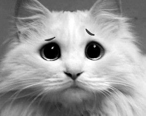 表情搞怪的可爱猫咪