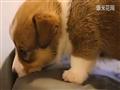 搞笑动物可爱的柯基犬宝宝
