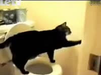 搞笑可爱猫咪合集