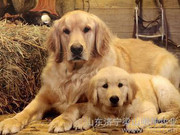 搞笑狗狗你许我一个承诺我就陪伴你一生