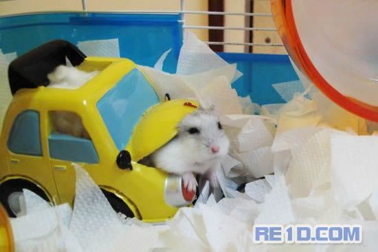 可爱的小仓鼠搞笑图片