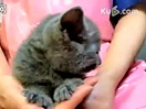 可爱搞笑美女小猫猫