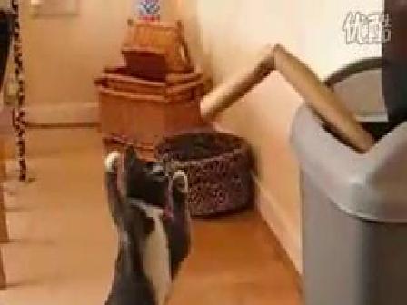 宠物搞笑视频视频萌猫搞笑笑死人