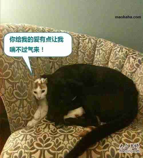 搞笑可爱猫咪