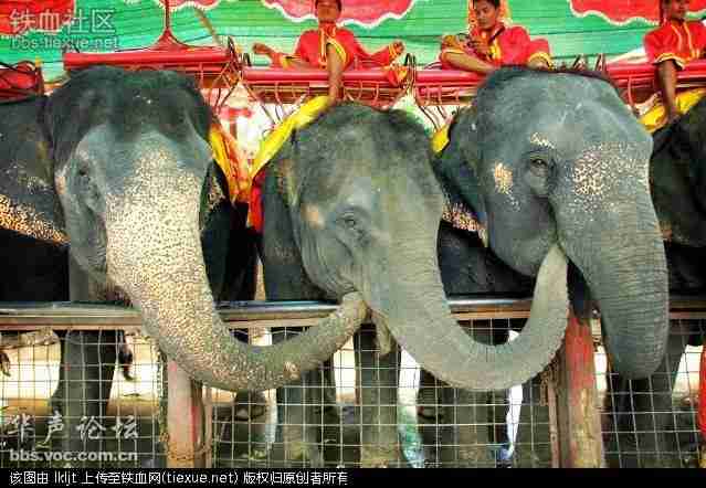 搞笑可爱的大象