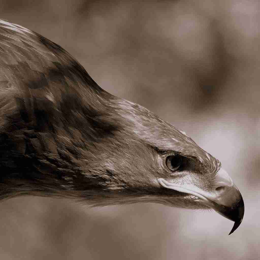 卡通大雁动物图片大全