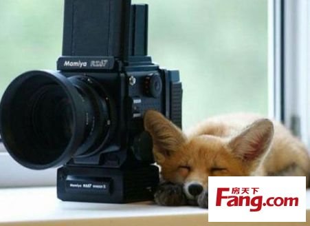 可爱动物搞笑萌照