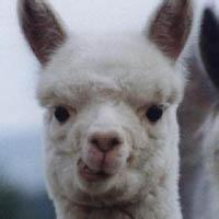 微信羊驼萌头像>>羊驼萌图卡通头像>>羊驼卖萌头像