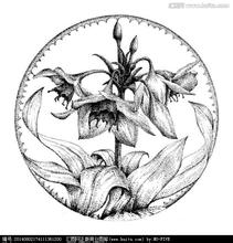 黑白手绘装饰插画花卉