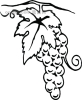 葡萄手绘黑白线描图形