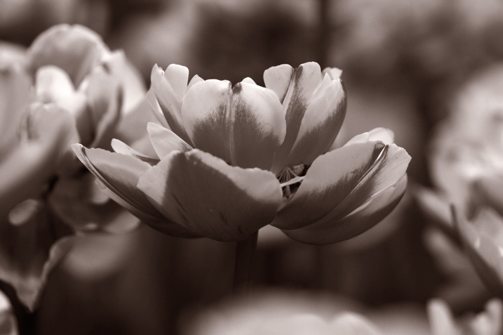 靠在墙上的黑白男头像