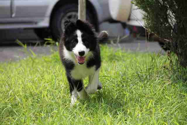 黑白帅哥_边境牧羊犬吧