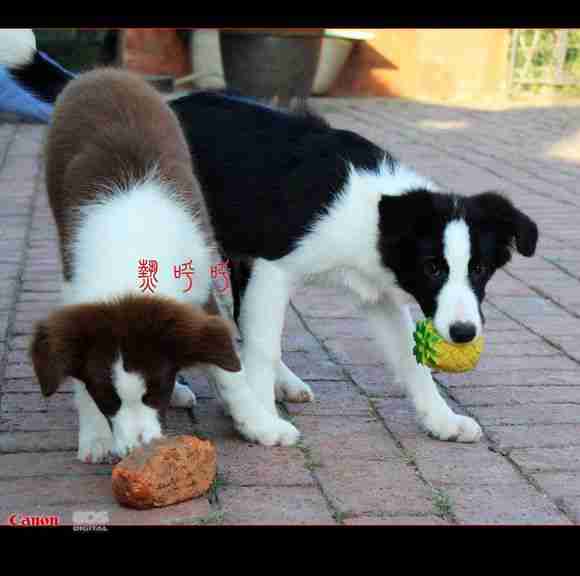 咖啡美女sara和黑白帅哥eight