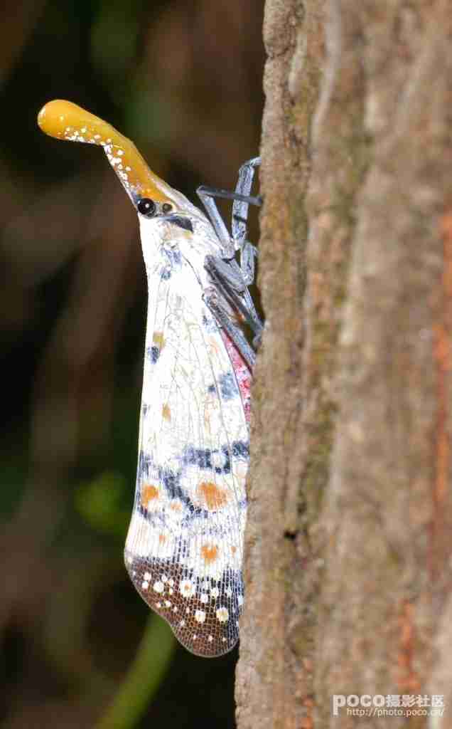 渡边氏长吻白蜡蝉