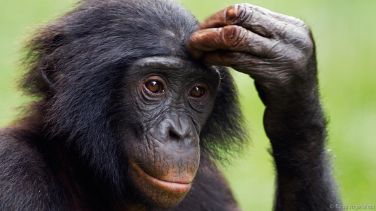 黑猩猩甚至互相亲吻