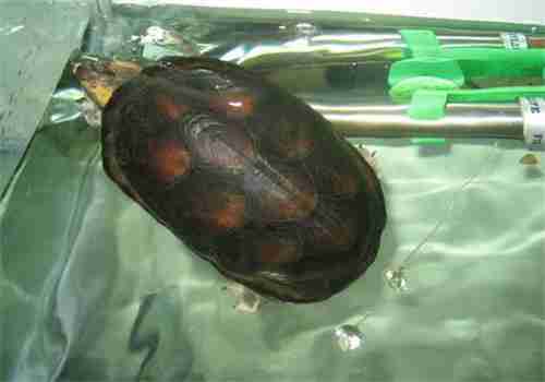 观赏龟养护之白吻动胸龟|宠物龟品种