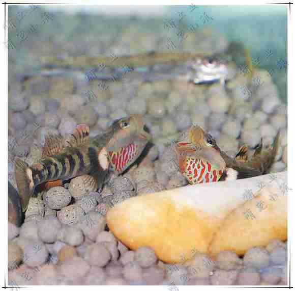 广西九万大山白颊红嘴溪吻