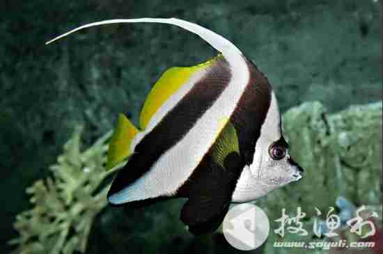 黑白关刀马夫鱼