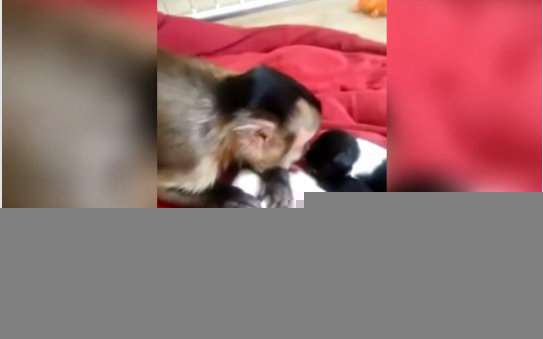 如家长般拥抱亲吻