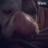 在吐舌头卖萌上|有些汪显然暴露了自己的智障