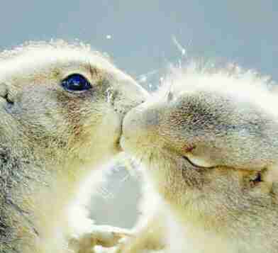 亲吻topitme收录优美图片 亲吻topitme收录优美图片