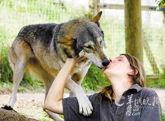 伊斯拉与狼亲吻