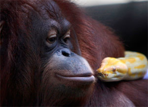 一头猩猩与一条蛇亲吻