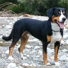 起源已经不清晰