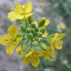 又是一年山花烂漫时