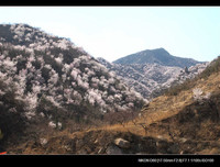 北京的春天山花浪漫