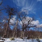 迎接着飞花烂漫