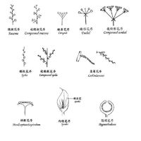 又到山花烂漫时百度百科