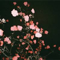 暗的花与水欧美头像q