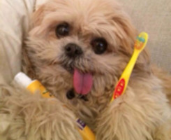 一只爱吐舌头到根本停不下来的小marn