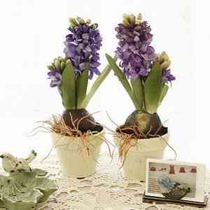 生机勃勃|浪漫唯美