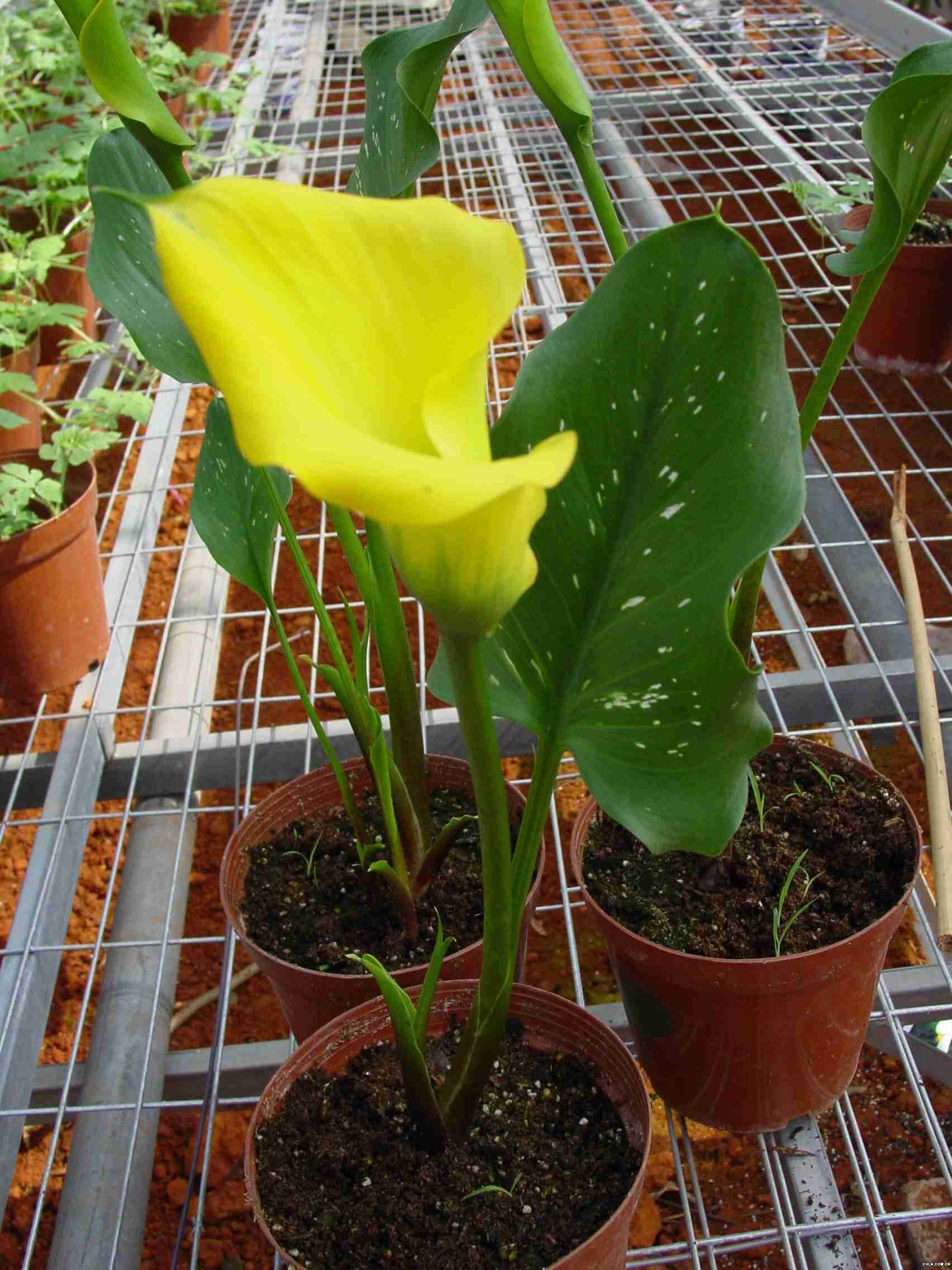 浪漫花卉园艺场