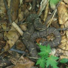吻棱明显;鼻间鳞外侧尖细笛向后弯;背鳞中段行;腹