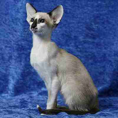 微弯眉棱脸颊丰满发达吻的宽度和长度几乎相等