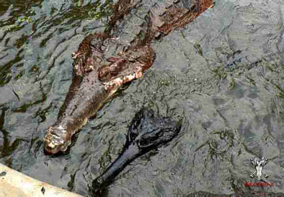 图上两张都是雄性马来鳄