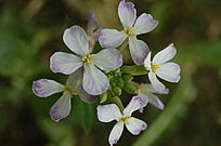 淡淡的忧伤图片|高清大图