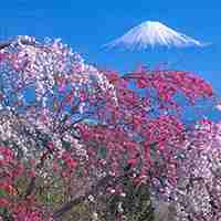 日本樱花富士山唯美风景图片