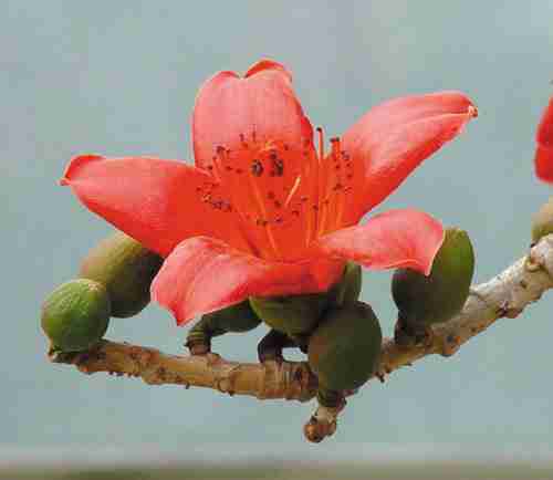 会撒娇的鱼微信