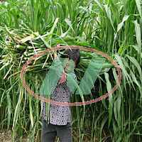 广西甜高粱种子最便宜