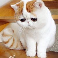 微信头像好朋友和男朋友分手了