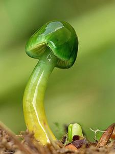 唯美清新蘑菇个性头像