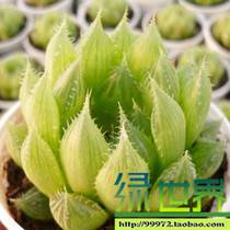 仙人多肉迷你花卉绿色植物创意盆栽防