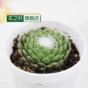 绿色和玫红美啊多肉植物绒绢