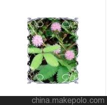 绿色植物花草花卉